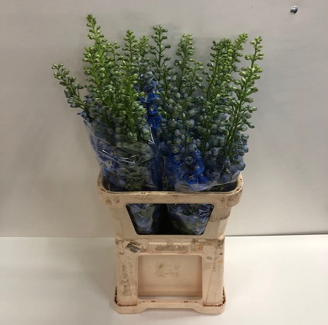 Delphinium el du centurion sk.jpg